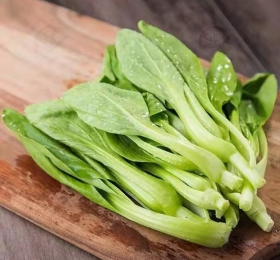 雞毛菜